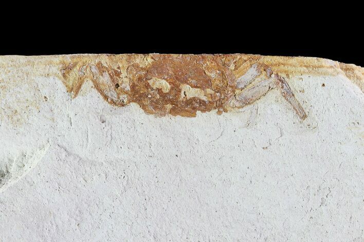 Fossil Pea Crab (Pinnixa) From California - Miocene #74472